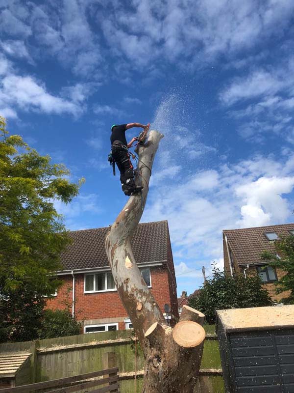 Oxfordshire Tree Care Services