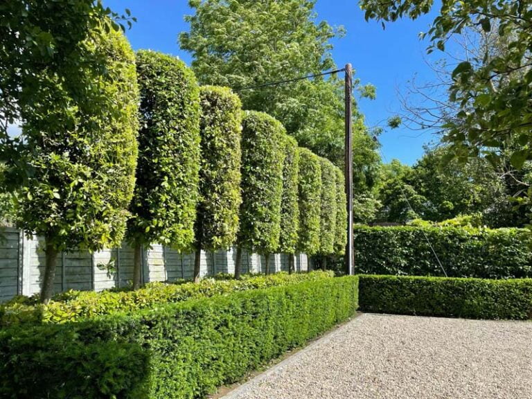 Expert hedge care professional in Oxfordshire